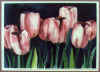 pnk_tulips.jpg (28954 bytes)